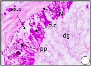 https://cdn.ncbi.nlm.nih.gov/pmc/blobs/643e/4397874/e54c921d9db9/40201_2015_171_Fig5_HTML.jpg