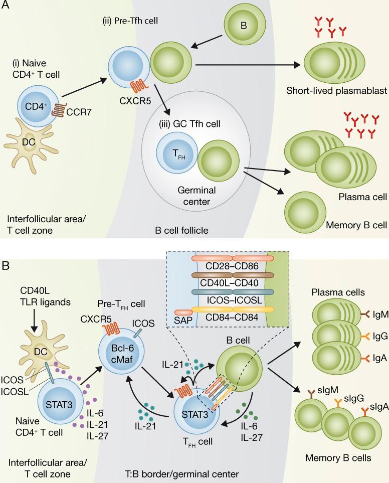 https://cdn.ncbi.nlm.nih.gov/pmc/blobs/643f/3405510/5245124de7f7/JEM_20120994r_Fig1.jpg