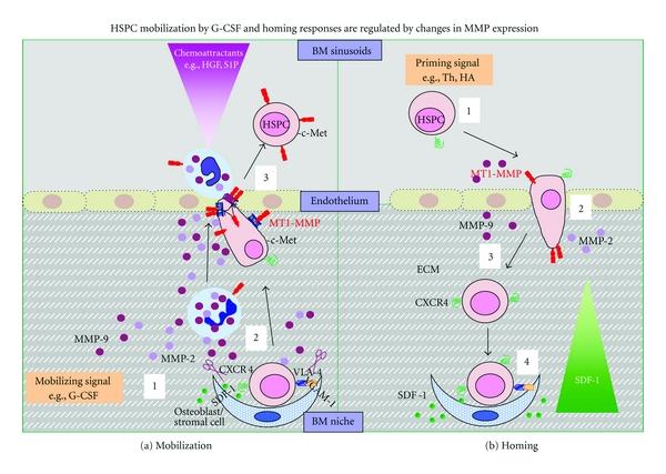 https://cdn.ncbi.nlm.nih.gov/pmc/blobs/6440/3310200/be60901099d9/BCRI2012-685267.001.jpg