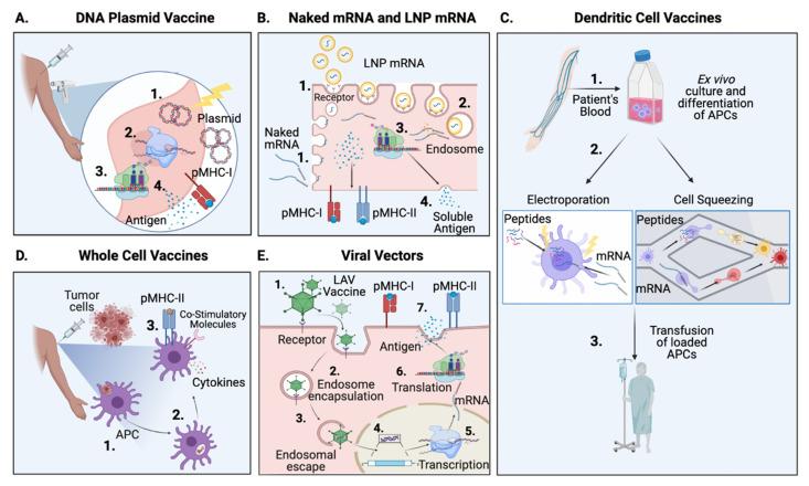 https://cdn.ncbi.nlm.nih.gov/pmc/blobs/6440/8160852/fbb3799b87bb/vaccines-09-00535-g002.jpg