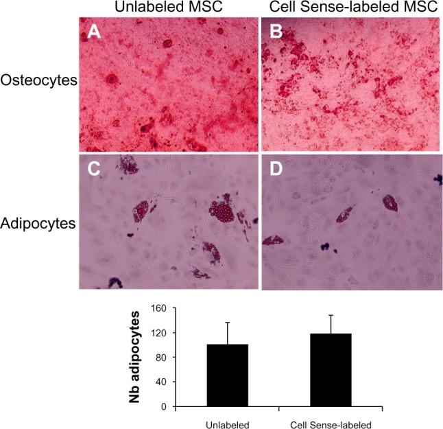 https://cdn.ncbi.nlm.nih.gov/pmc/blobs/6444/3986292/3224d6f763a7/ijn-9-1731Fig2.jpg