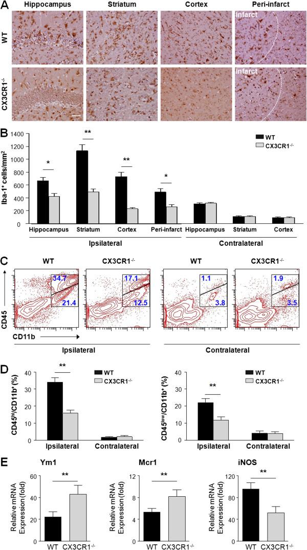 https://cdn.ncbi.nlm.nih.gov/pmc/blobs/6445/3942808/c4e68eba5d7f/1742-2094-11-26-3.jpg