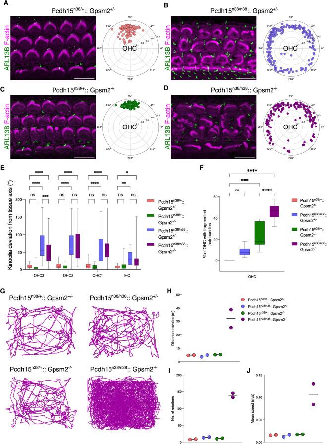 https://cdn.ncbi.nlm.nih.gov/pmc/blobs/6448/12370195/6b52d0ba41e5/pgen.1011825.g006.jpg