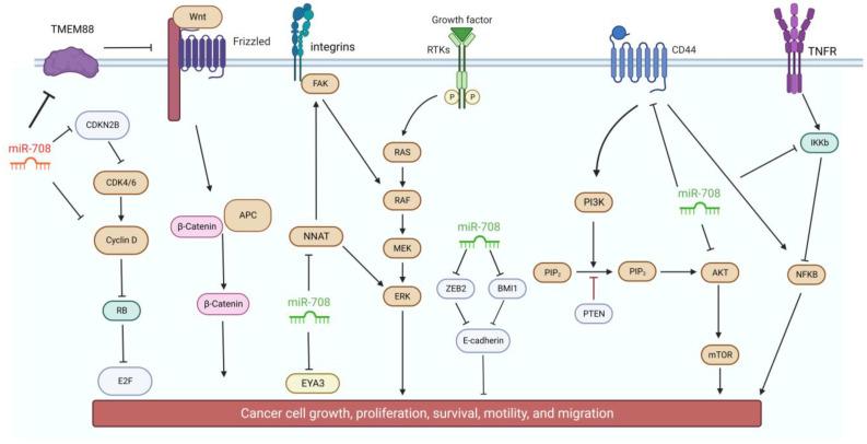https://cdn.ncbi.nlm.nih.gov/pmc/blobs/644b/9777992/5401dcd0b571/genes-13-02375-g002.jpg