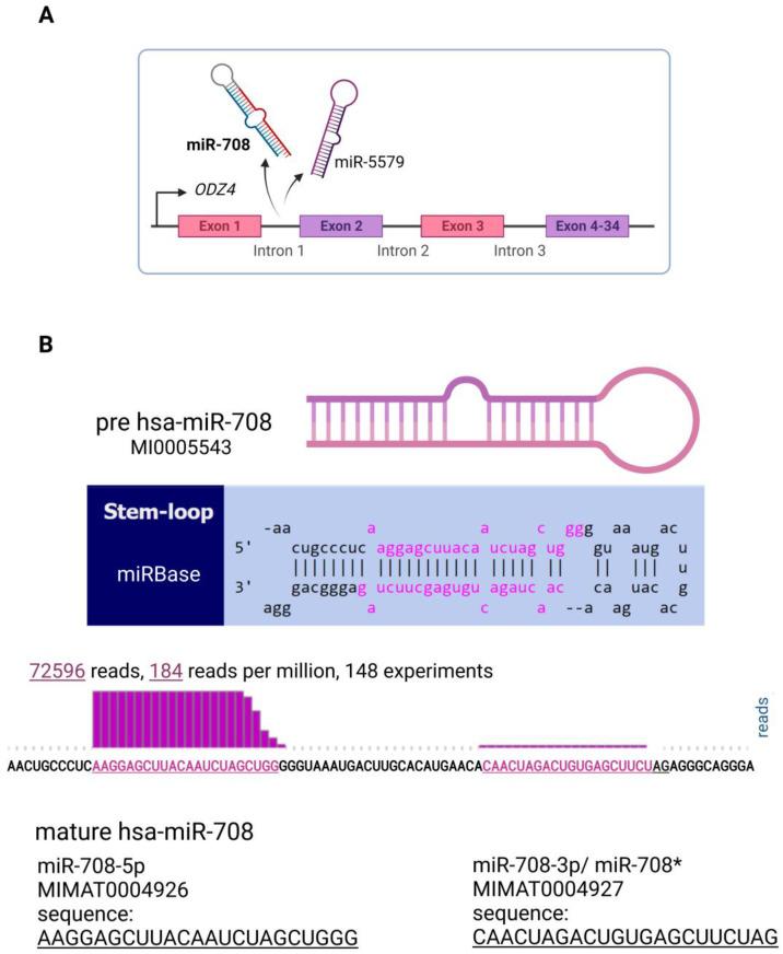 https://cdn.ncbi.nlm.nih.gov/pmc/blobs/644b/9777992/905d71689b97/genes-13-02375-g001.jpg