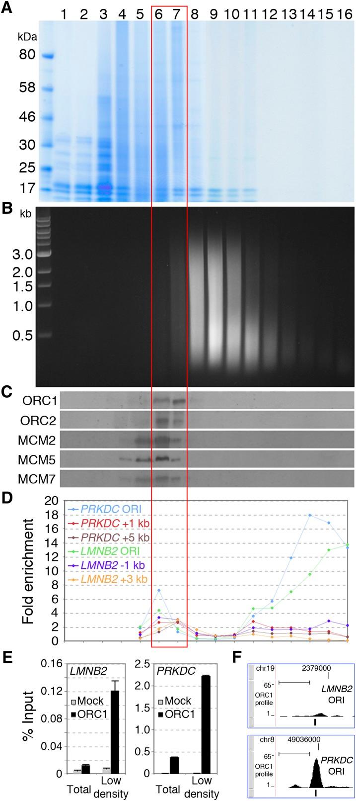 https://cdn.ncbi.nlm.nih.gov/pmc/blobs/644d/3530669/e71ed74d2c2e/1fig1.jpg