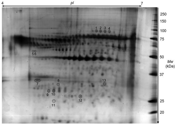 https://cdn.ncbi.nlm.nih.gov/pmc/blobs/644e/7982469/56aebb5ebd40/fvets-08-641553-g0004.jpg