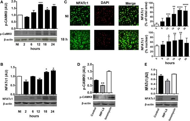 https://cdn.ncbi.nlm.nih.gov/pmc/blobs/645a/5930390/427a52e2f691/fimmu-09-00859-g004.jpg