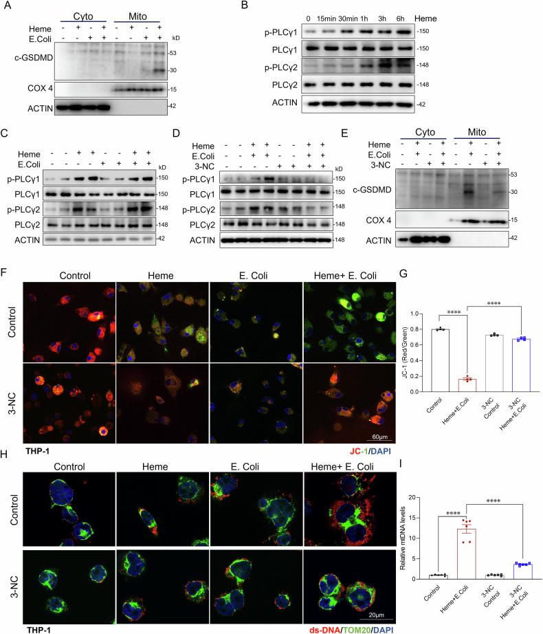 https://cdn.ncbi.nlm.nih.gov/pmc/blobs/645b/11993645/6ced7acea57a/41419_2025_7637_Fig5_HTML.jpg