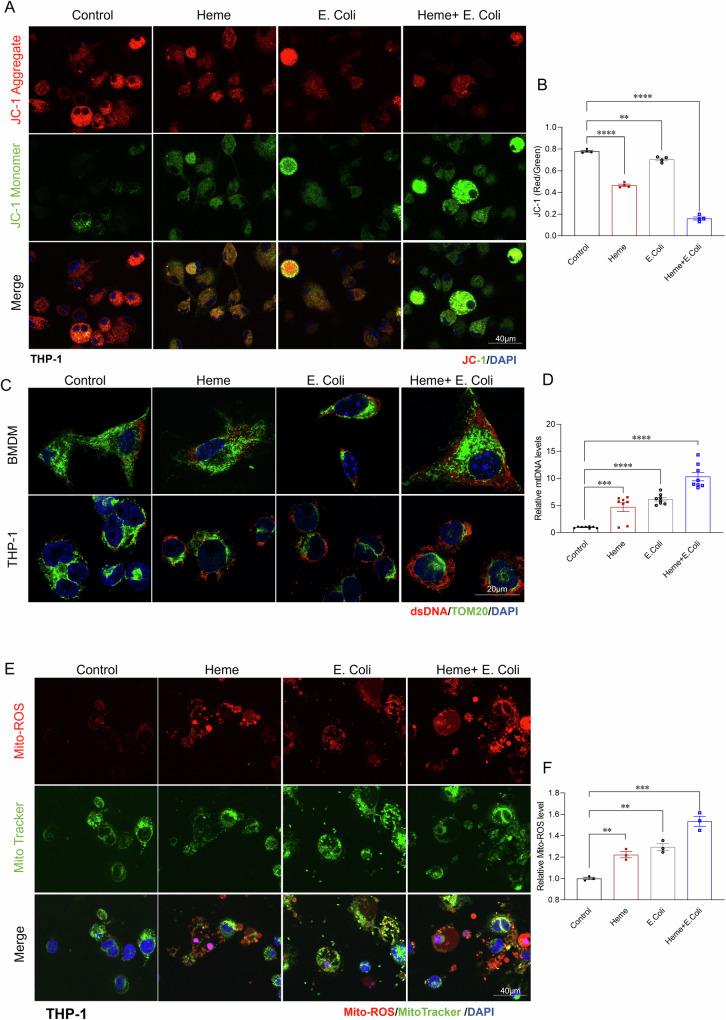 https://cdn.ncbi.nlm.nih.gov/pmc/blobs/645b/11993645/f9f92640d288/41419_2025_7637_Fig4_HTML.jpg