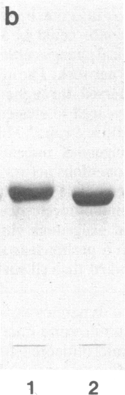 https://cdn.ncbi.nlm.nih.gov/pmc/blobs/6460/286509/d17b52a4fca0/pnas00242-0152-b.jpg