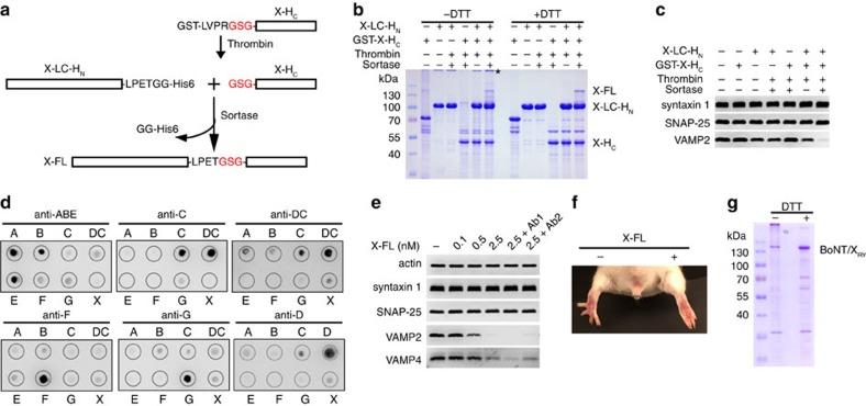 https://cdn.ncbi.nlm.nih.gov/pmc/blobs/6462/5543303/c1d4005b61eb/ncomms14130-f4.jpg