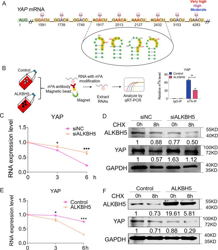 https://cdn.ncbi.nlm.nih.gov/pmc/blobs/6464/7801648/1ef69972ed74/41419_2020_3315_Fig7_HTML.jpg