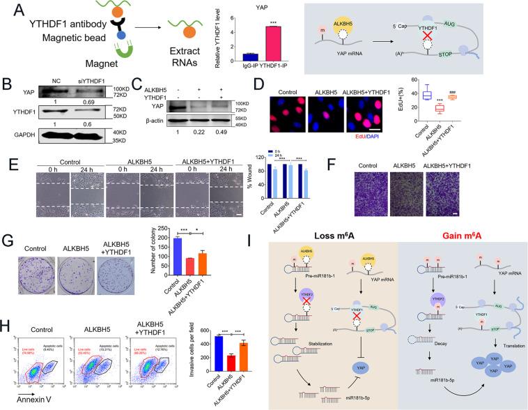 https://cdn.ncbi.nlm.nih.gov/pmc/blobs/6464/7801648/3f170d644321/41419_2020_3315_Fig8_HTML.jpg