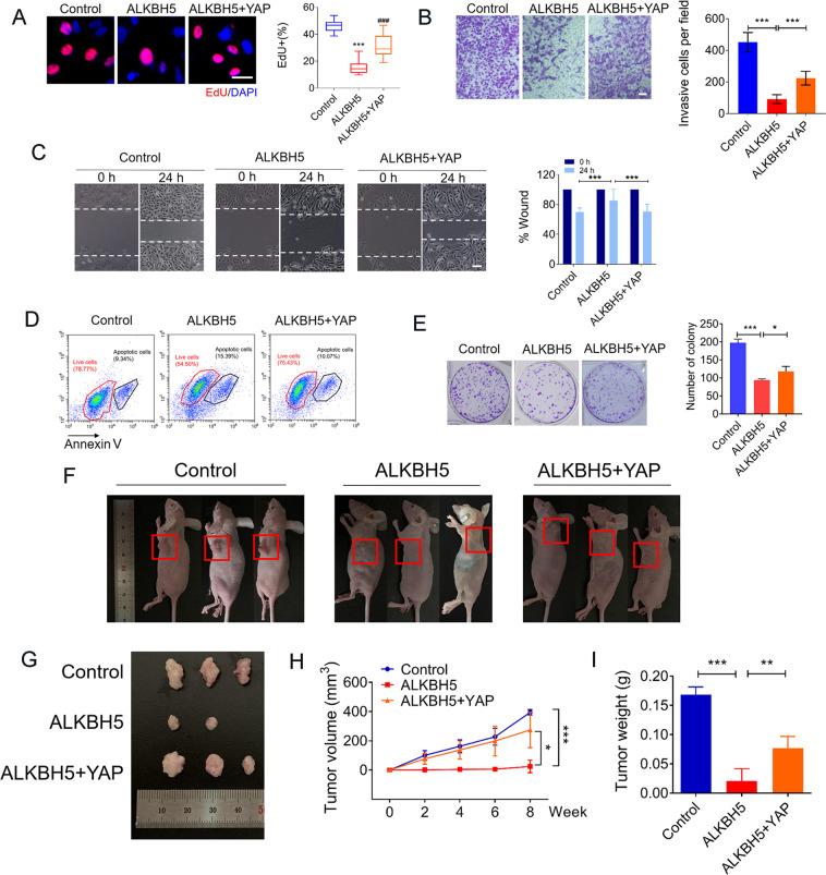 https://cdn.ncbi.nlm.nih.gov/pmc/blobs/6464/7801648/448d74f8cc7b/41419_2020_3315_Fig5_HTML.jpg