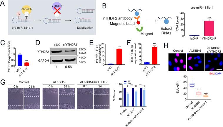 https://cdn.ncbi.nlm.nih.gov/pmc/blobs/6464/7801648/75a7ffe48fac/41419_2020_3315_Fig6_HTML.jpg