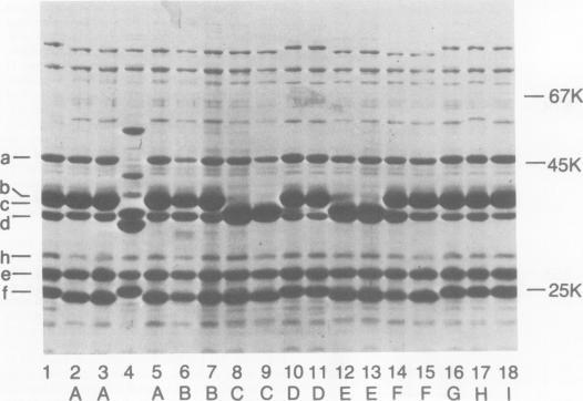https://cdn.ncbi.nlm.nih.gov/pmc/blobs/6465/551373/311a15867ae3/iai00180-0094-a.jpg