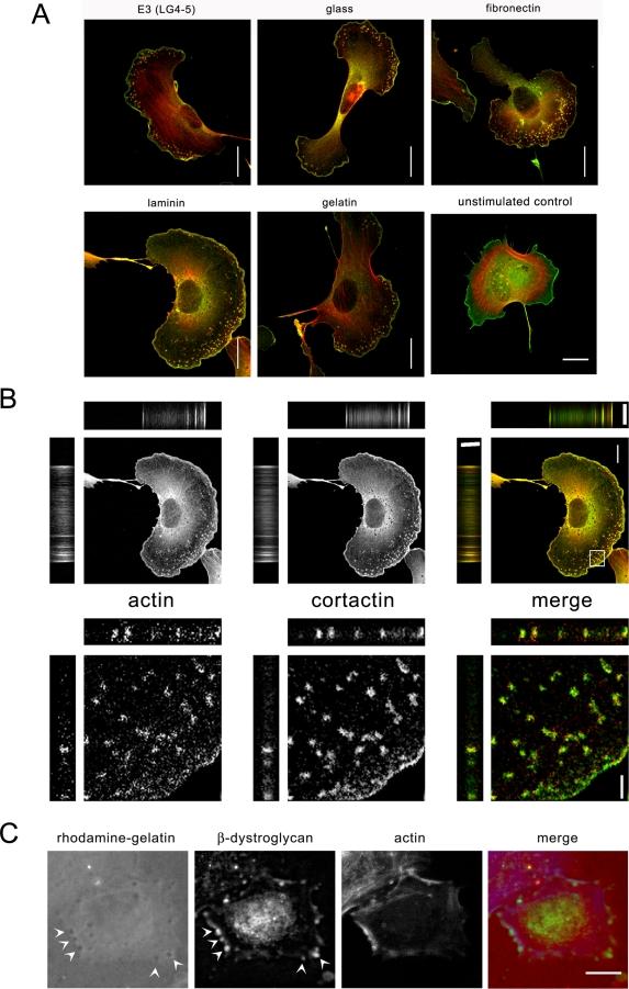 https://cdn.ncbi.nlm.nih.gov/pmc/blobs/6468/2572840/55d3c8c2d38d/pone.0003638.g002.jpg