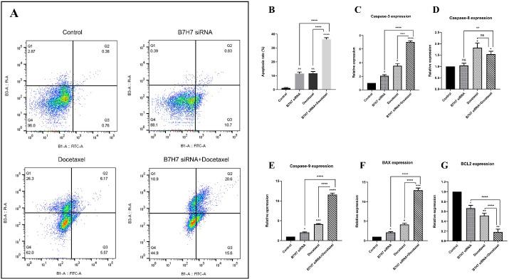https://cdn.ncbi.nlm.nih.gov/pmc/blobs/6469/10460818/58d57d082833/apb-13-573-g005.jpg