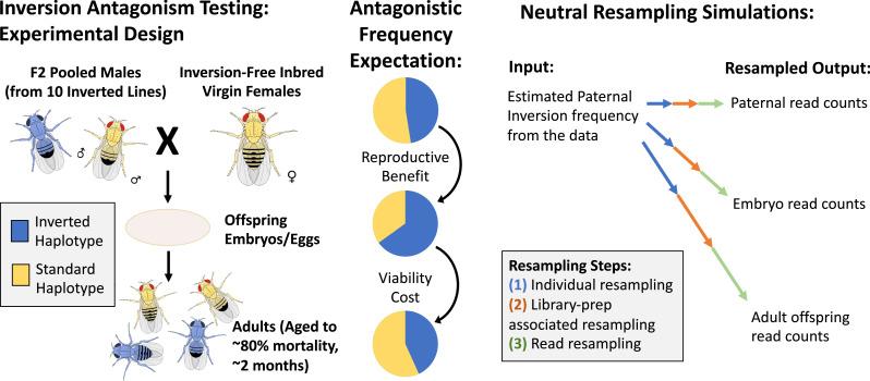https://cdn.ncbi.nlm.nih.gov/pmc/blobs/646a/12002796/57072c98ff50/elife-93338-fig8.jpg