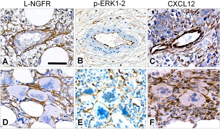 https://cdn.ncbi.nlm.nih.gov/pmc/blobs/646c/8958997/592000e20730/pore-28-1610217-g002.jpg