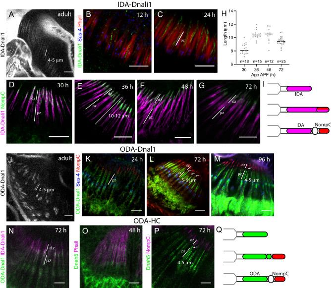 https://cdn.ncbi.nlm.nih.gov/pmc/blobs/646e/9349282/207bc139f670/41598_2022_17189_Fig3_HTML.jpg