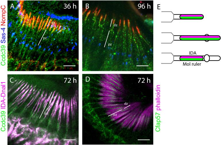 https://cdn.ncbi.nlm.nih.gov/pmc/blobs/646e/9349282/ed08357cce3a/41598_2022_17189_Fig5_HTML.jpg