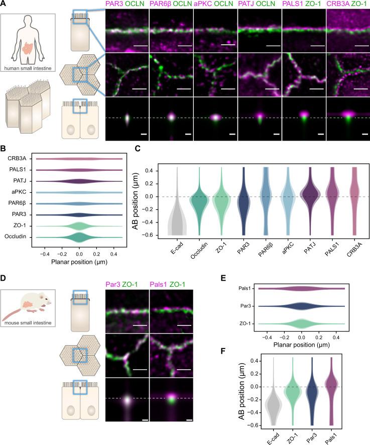 https://cdn.ncbi.nlm.nih.gov/pmc/blobs/646f/9674336/896c6cde9101/elife-62087-fig1.jpg
