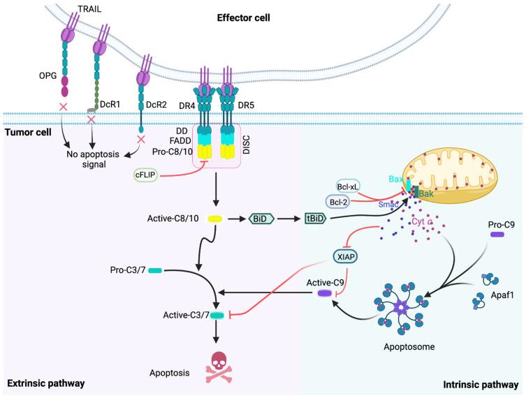 https://cdn.ncbi.nlm.nih.gov/pmc/blobs/6470/9600485/d4e9a7634d93/cancers-14-05125-g001.jpg