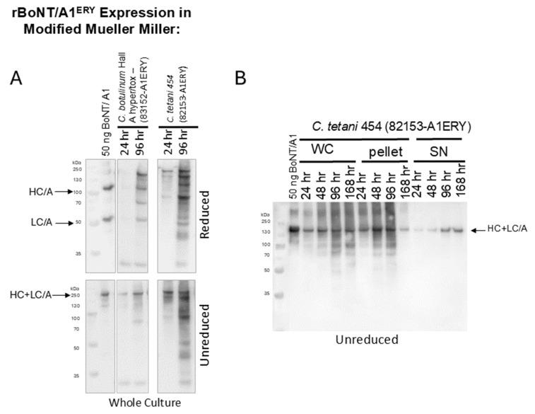 https://cdn.ncbi.nlm.nih.gov/pmc/blobs/6473/11678509/17b894a1fc11/microorganisms-12-02611-g003.jpg