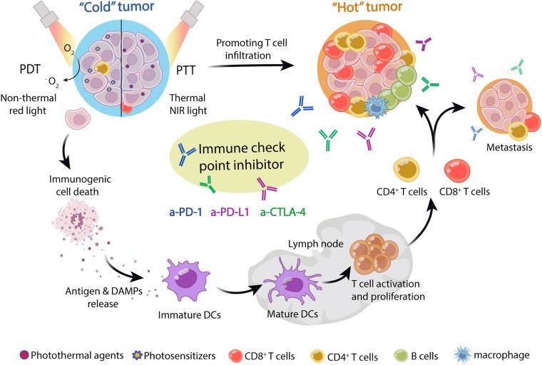 https://cdn.ncbi.nlm.nih.gov/pmc/blobs/6474/12209404/b7d11d7ccaac/IJN-20-8221-g0004.jpg