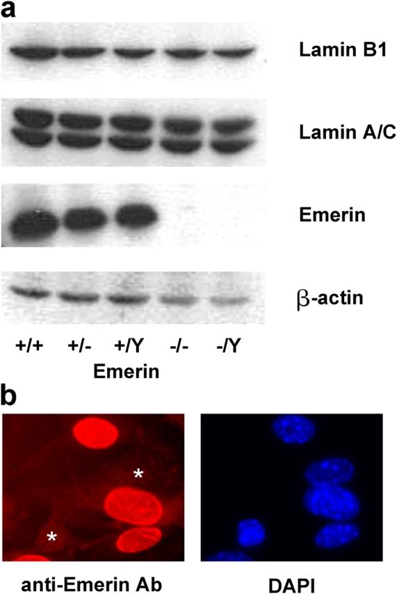 https://cdn.ncbi.nlm.nih.gov/pmc/blobs/6477/2171355/f17919ef68a1/200502148f1.jpg