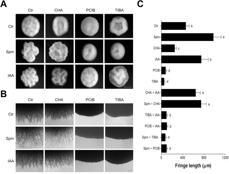 https://cdn.ncbi.nlm.nih.gov/pmc/blobs/647f/5861359/e7dcb9bdc827/biolopen-7-029660-g2.jpg
