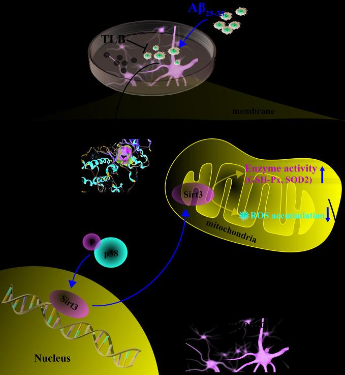 https://cdn.ncbi.nlm.nih.gov/pmc/blobs/647f/7248209/89c251ed6841/fphar-11-00584-g007.jpg