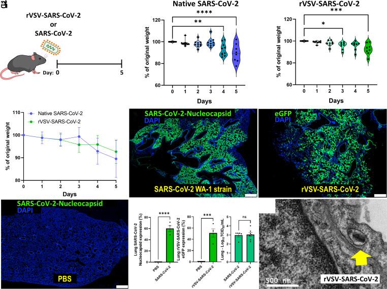 https://cdn.ncbi.nlm.nih.gov/pmc/blobs/6481/10691341/9bd44354a282/pnas.2308342120fig01.jpg