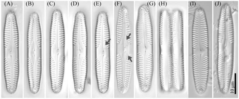 https://cdn.ncbi.nlm.nih.gov/pmc/blobs/6483/9368540/dd619122328c/cells-11-02446-g003.jpg