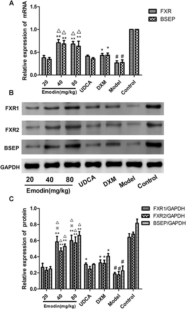 https://cdn.ncbi.nlm.nih.gov/pmc/blobs/6484/6540617/0f2e0e3de5b1/fphar-10-00522-g007.jpg