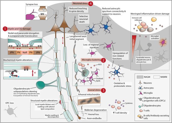 https://cdn.ncbi.nlm.nih.gov/pmc/blobs/6485/12336099/bc31d845446e/401_2025_2923_Fig4_HTML.jpg