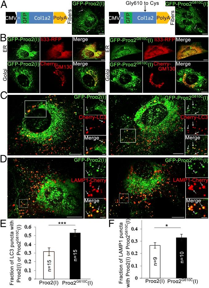 https://cdn.ncbi.nlm.nih.gov/pmc/blobs/6485/6205486/c94bcbdd4ea9/pnas.1814552115fig01.jpg