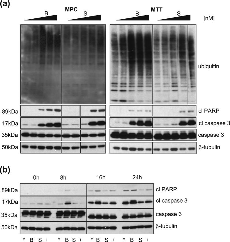 https://cdn.ncbi.nlm.nih.gov/pmc/blobs/6488/5659682/de3ff75145da/en.2017-00592f2.jpg