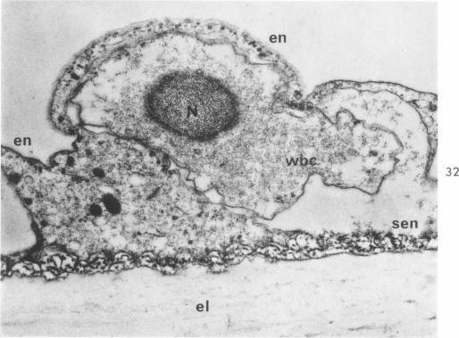 https://cdn.ncbi.nlm.nih.gov/pmc/blobs/6489/1949798/a7601a7c26fe/amjpathol00310-0031-b.jpg