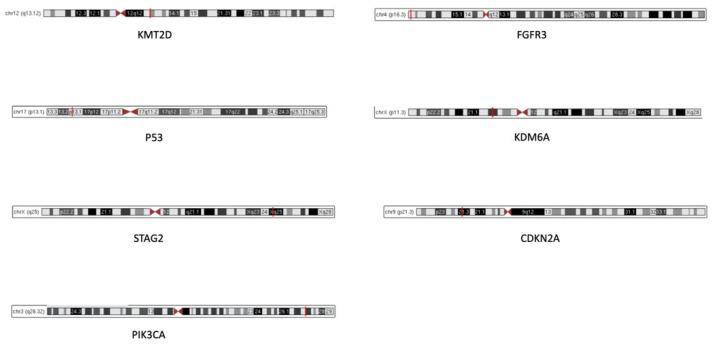 https://cdn.ncbi.nlm.nih.gov/pmc/blobs/648b/7996334/df4c6955d538/genes-12-00333-g001.jpg