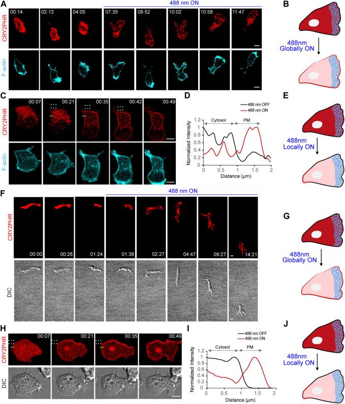 https://cdn.ncbi.nlm.nih.gov/pmc/blobs/6492/10363612/2ece0784f00f/fcell-11-1195806-g002.jpg
