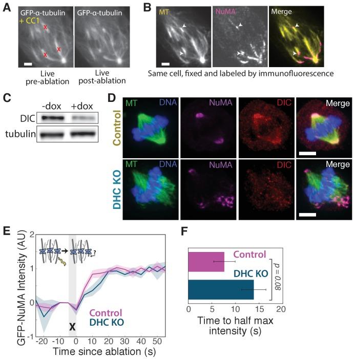 https://cdn.ncbi.nlm.nih.gov/pmc/blobs/6493/5706958/32921ccafa04/elife-29328-fig2-figsupp1.jpg