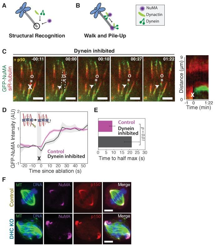 https://cdn.ncbi.nlm.nih.gov/pmc/blobs/6493/5706958/468c8e4ed63d/elife-29328-fig2.jpg