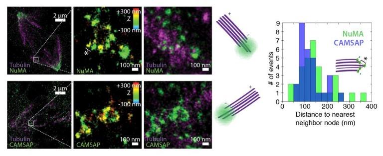 https://cdn.ncbi.nlm.nih.gov/pmc/blobs/6493/5706958/a600196e6f55/elife-29328-resp-fig1.jpg