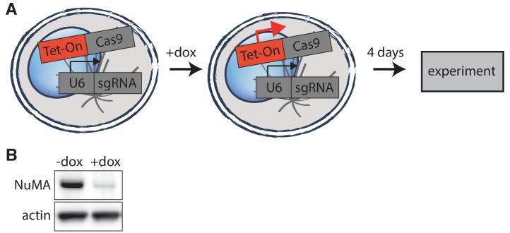 https://cdn.ncbi.nlm.nih.gov/pmc/blobs/6493/5706958/b657a3fcd361/elife-29328-fig3-figsupp1.jpg