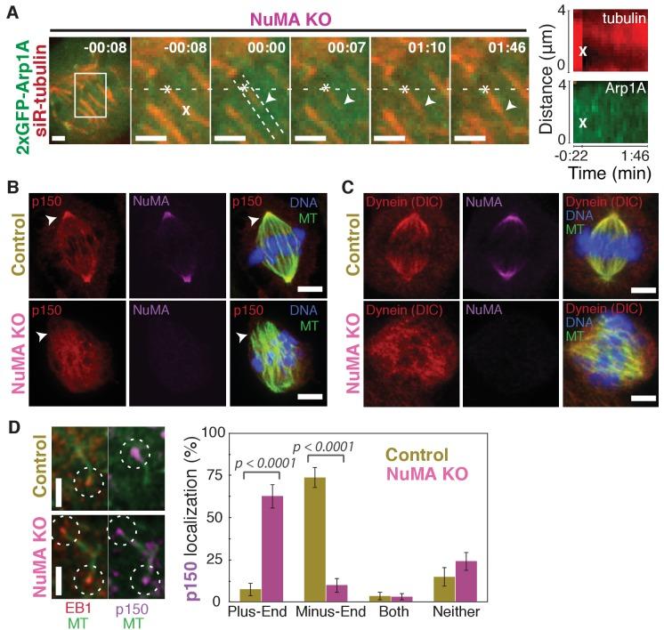 https://cdn.ncbi.nlm.nih.gov/pmc/blobs/6493/5706958/e9c7afd4a922/elife-29328-fig4.jpg
