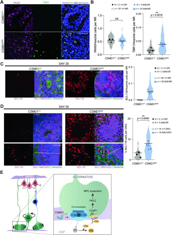 https://cdn.ncbi.nlm.nih.gov/pmc/blobs/6495/11140003/a3ec4db69ec7/41419_2024_6768_Fig4_HTML.jpg