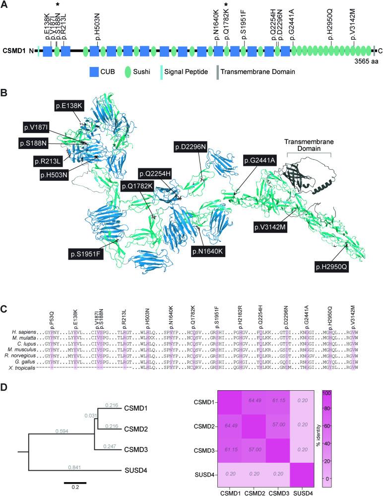https://cdn.ncbi.nlm.nih.gov/pmc/blobs/6495/11140003/a71ebdb49f87/41419_2024_6768_Fig2_HTML.jpg